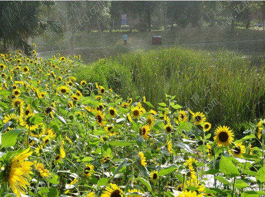 12_proc.jpg 12_proc.jpg