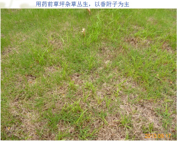 13_proc.jpg 13_proc.jpg