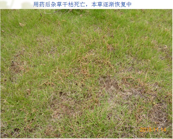 14_proc.jpg 14_proc.jpg