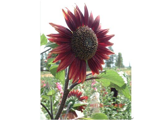 1_proc.jpg 1_proc.jpg