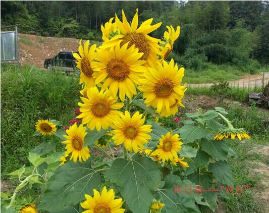 2_proc.jpg 2_proc.jpg