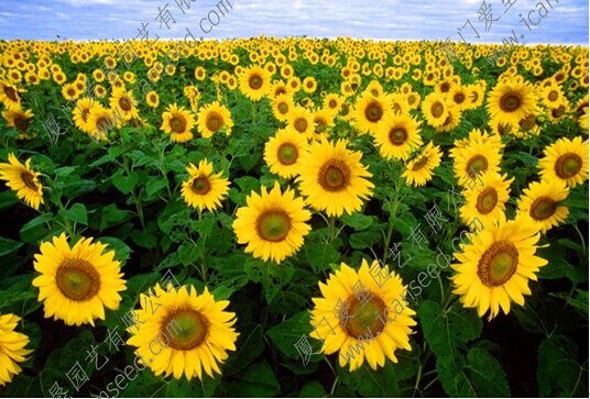 7_proc.jpg 7_proc.jpg