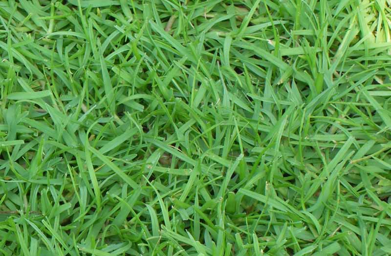 海濱雀稗sea spray.jpg