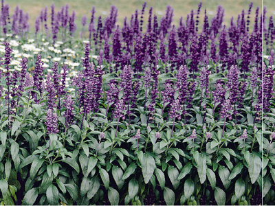 藍花鼠尾草.jpg