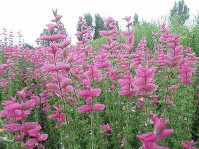 鼠尾草 藍萼 粉萼.jpg